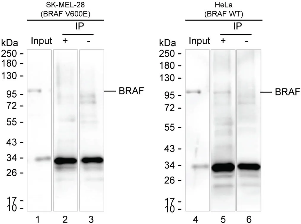 BRAF Antibody - image 1