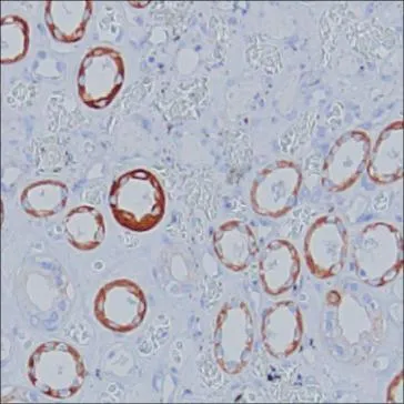 Villin Antibody - image 1