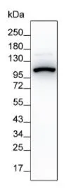 Villin Antibody - image 1