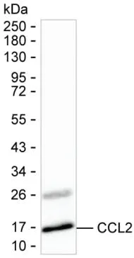CCL2 Antibody - image 1