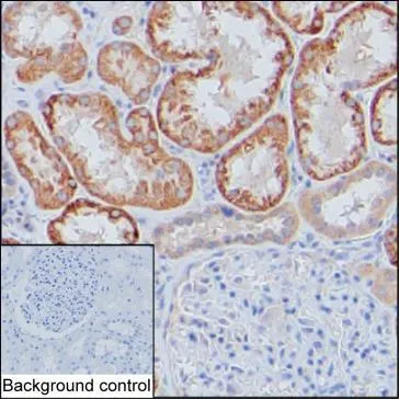 NELL1 Antibody - image 1