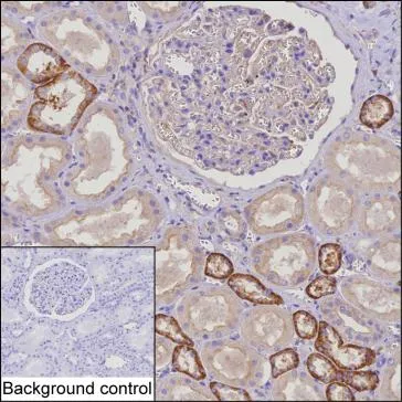 NELL1 Antibody - image 1