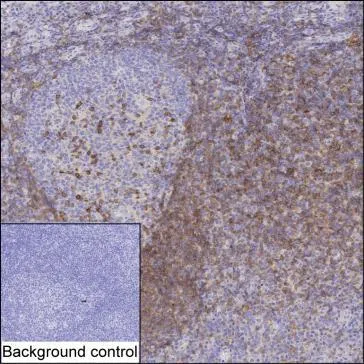 BTLA Antibody - image 1
