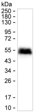 Tissue Factor Antibody - image 1