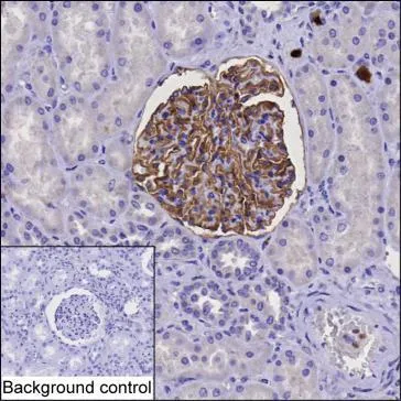 Tissue Factor Antibody - image 1