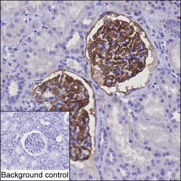 Tissue Factor Antibody - image 1