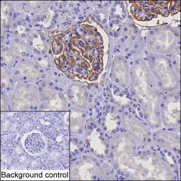 Tissue Factor Antibody - image 1