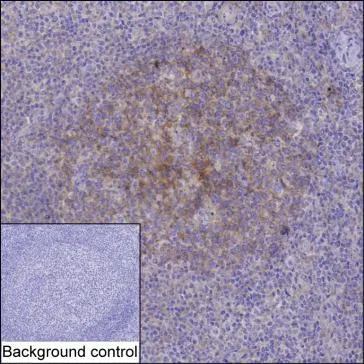 SNAP23 Antibody - image 1