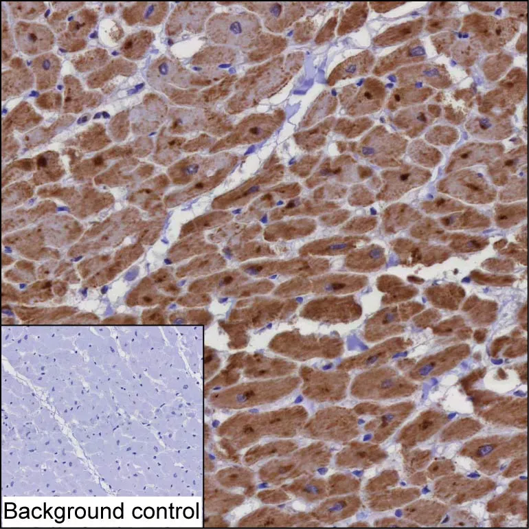 PTGES2 Antibody - image 1