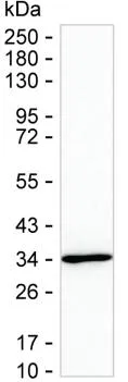 PTGES2 Antibody - image 1