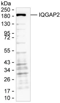 IQGAP2 Antibody - image 1