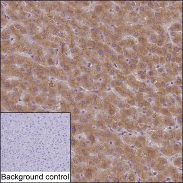 APOC3 Antibody - image 1