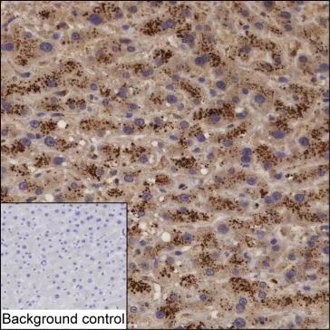 APOC3 peptide Antibody - image 1