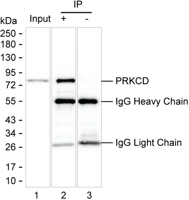 PRKCD Antibody - image 1