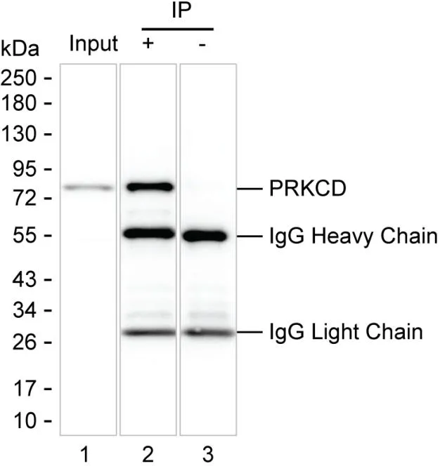 PRKCD Antibody - image 1