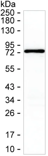 PRKCD Antibody - image 1