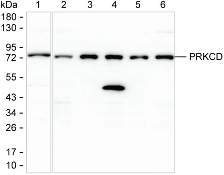 PRKCD Antibody - image 1