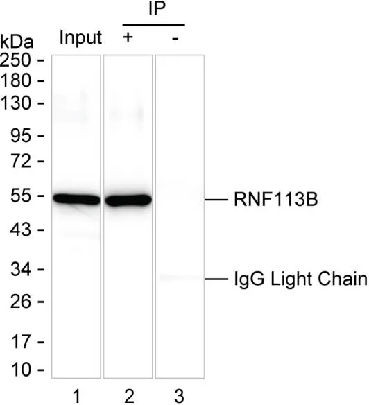 RNF113B Antibody - image 1