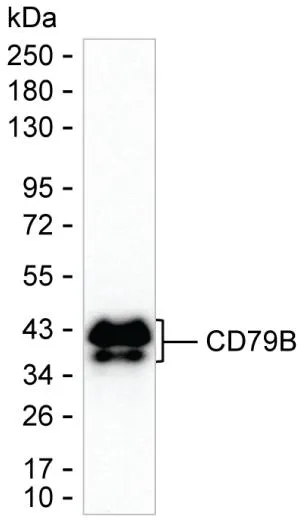 CD79b Antibody - image 1