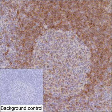 CD79b Antibody - image 1