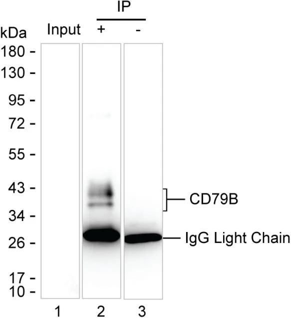 CD79b Antibody - image 1