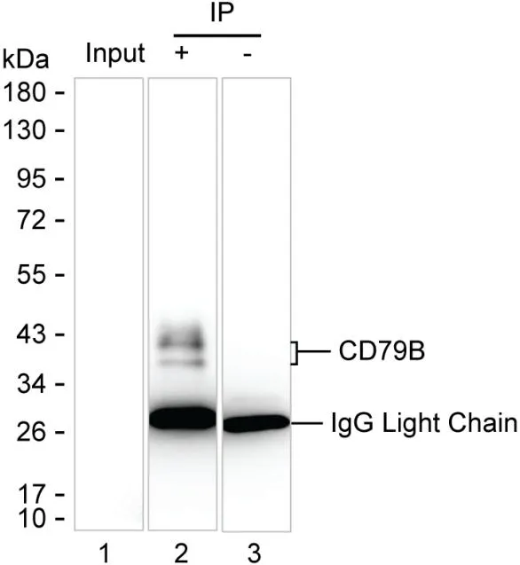 CD79b Antibody - image 1