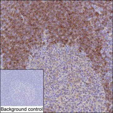 CD79b Antibody - image 1