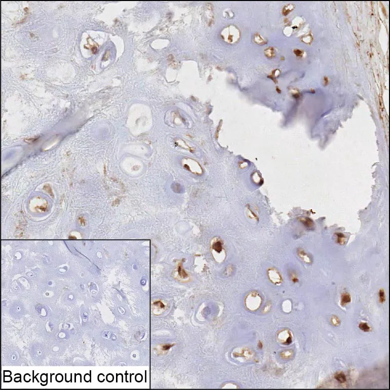 COMP Antibody - image 1
