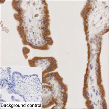 COMP Antibody - image 1