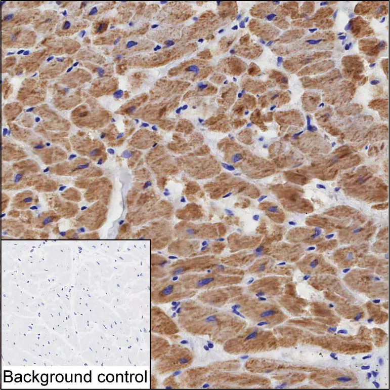 NPPC Antibody - image 1