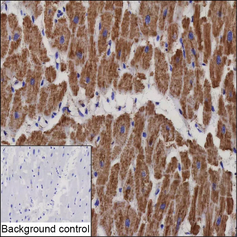 NPPC Antibody - image 1