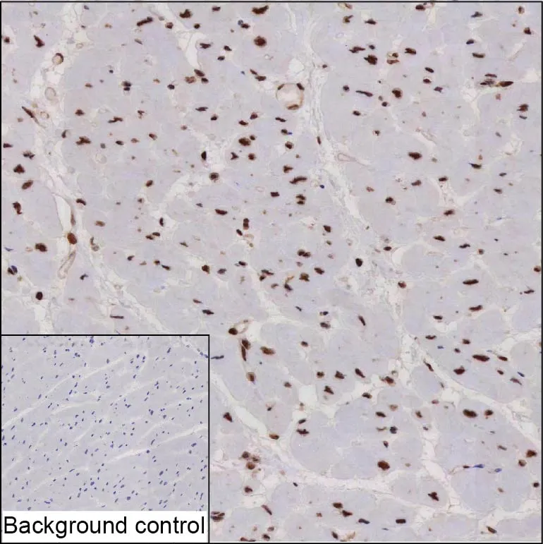 RECQL Antibody - image 1