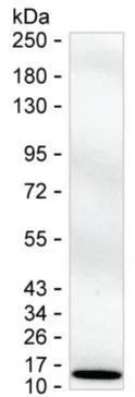 S100B Antibody - image 1