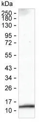 S100B Antibody - image 1