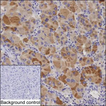 VASH2 Antibody - image 1