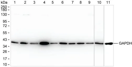GAPDH Antibody - image 1