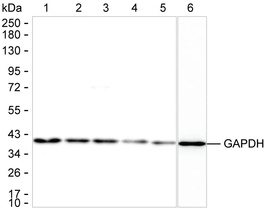 GAPDH Antibody - image 1