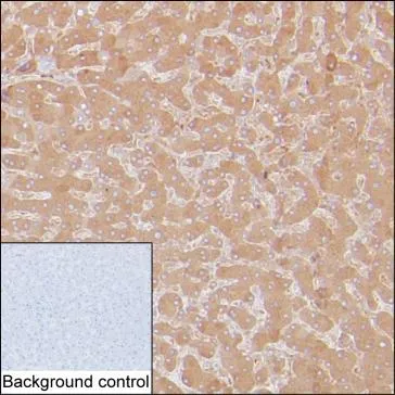Transferrin Antibody - image 1