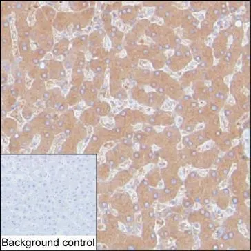 Transferrin Antibody - image 1