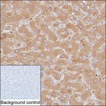 Transferrin Antibody - image 1