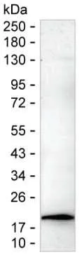 CDKN2A Antibody - image 1