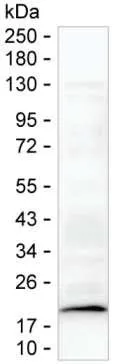 CDKN2A Antibody - image 1
