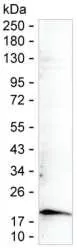 CDKN2A Antibody - image 1