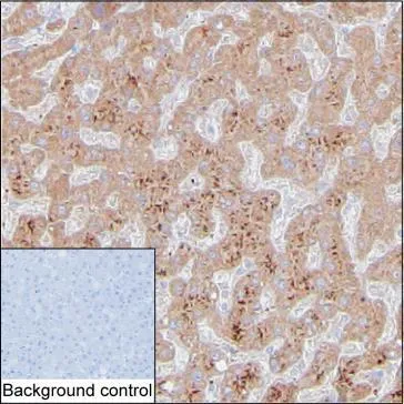 ECI2 Antibody - image 1