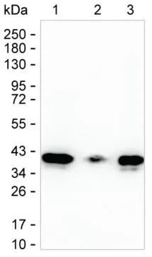 ECI2 Antibody - image 1