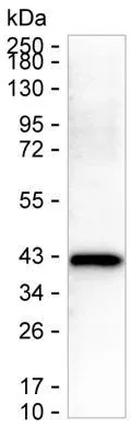 ECI2 Antibody - image 1