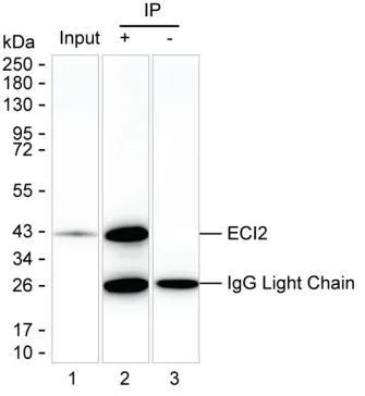ECI2 Antibody - image 1