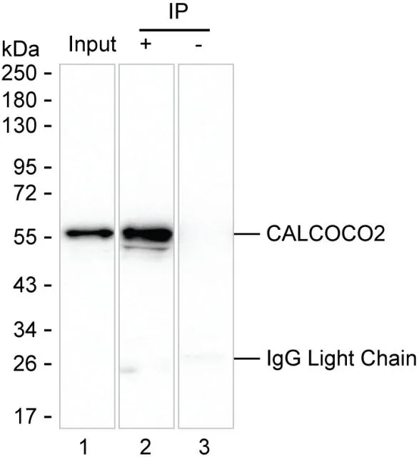 CALCOCO2 Antibody - image 1