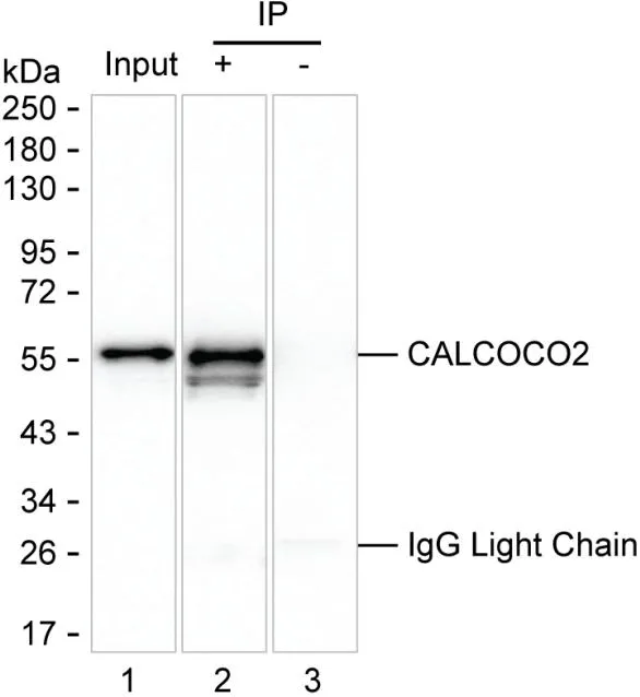 CALCOCO2 Antibody - image 1