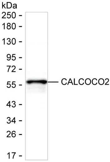 CALCOCO2 Antibody - image 1
